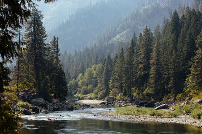 Scenic view of river amidst trees in forest