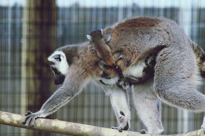 Close-up of sheep in cage