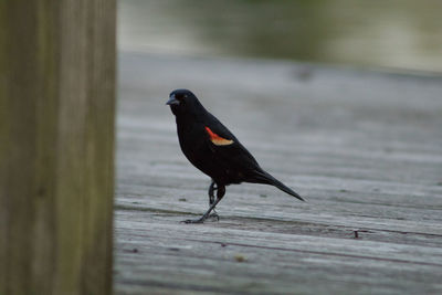 Close-up of bird perching on wooden table