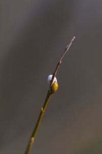 Close-up of fresh green plant