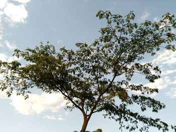 Low angle view of tree against sky