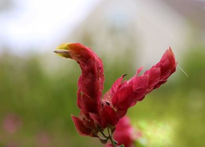 Close-up of red flowers blooming outdoors