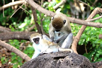 Portrait of two young man sitting on branch