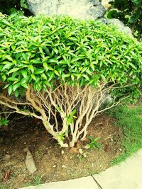 High angle view of plant on field