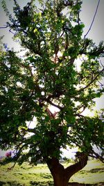 Low angle view of trees against sky