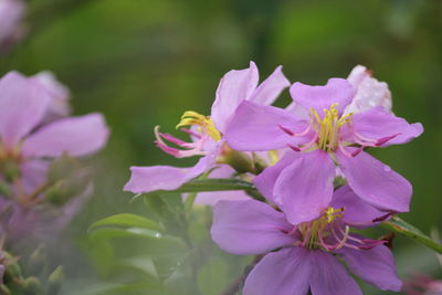 Close-up of wet pink flowering plant