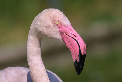 Close-up of a bird