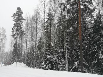 Trees in snow covered forest