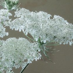 Close-up of white flowers blooming outdoors