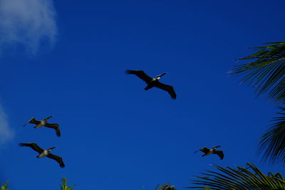 Low angle view of birds flying in sky