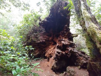 Tree trunk amidst plants in forest