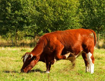 Howling cow itching