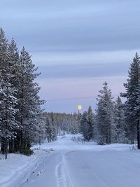 Trees on snow covered field against sky