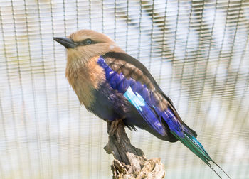 Close-up of bird perching outdoors