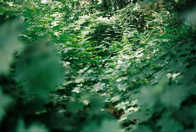 Close-up of fresh green leaves in forest