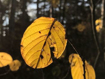 Close-up of yellow leaf on tree