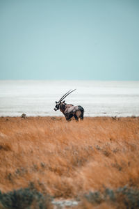 View of horse on beach against sky