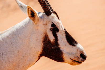 Close-up of oryx