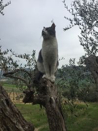 Low angle view of cat sitting on tree against sky
