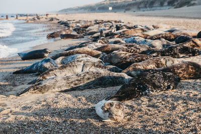 Large group of seals basking in the sun by the water on horsey beach, norfolk, uk, in spring.