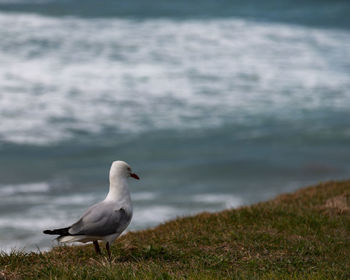 Seagull perching on a beach