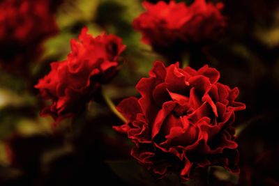 Close-up of red rose bouquet