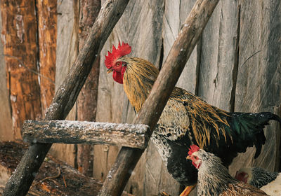 Close-up of chicken birds by barn at farm