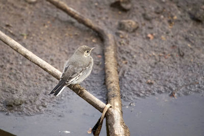 Close-up of bird perching on tree