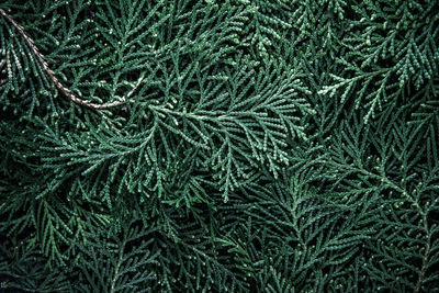 Full frame shot of pine leaves