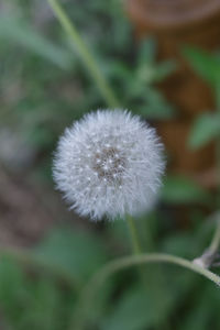 Close-up of dandelion