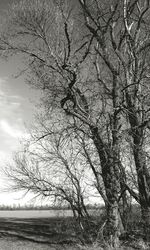 Bare tree against sky