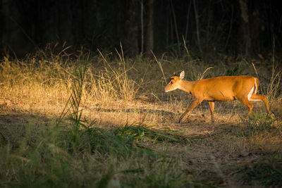 Side view of giraffe running on field