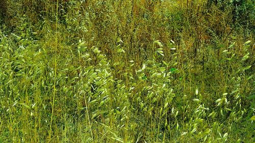 Full frame shot of bamboo on field