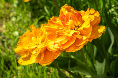 flowering plant