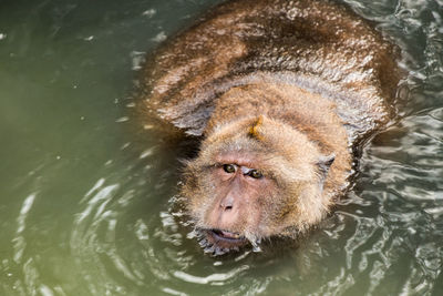 High angle view of long-tailed macaque swimming in lake