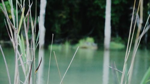Close-up of bamboo plants