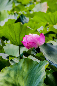 Close-up of pink flower