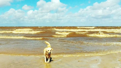 Dog standing on beach