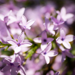 Close-up of purple flowering plant