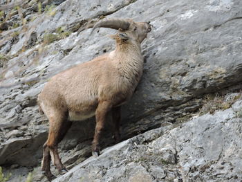 Side view of sheep standing on rock
