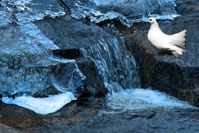 High angle view of seagull on rock