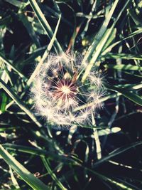 Close-up of dandelion