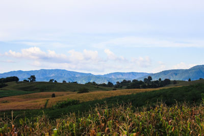 Scenic view of agricultural field against sky