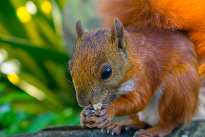 Close-up of squirrel