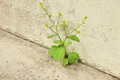 High angle view of plant against wall