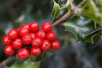 Close-up of red berries growing on plant