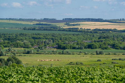 Scenic view of rural landscape