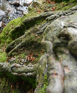 Close-up of moss growing on tree