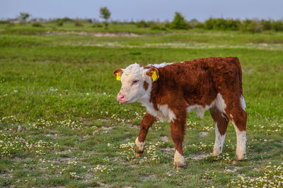 Portrait of calf on field