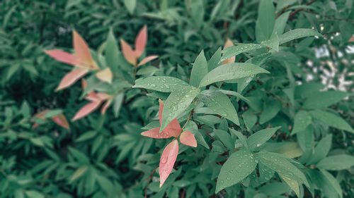 Close-up of wet maple leaves on field